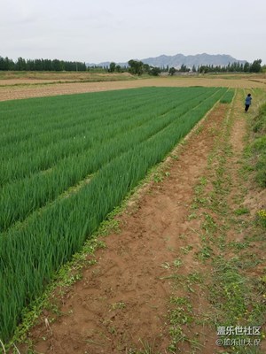 綠油油