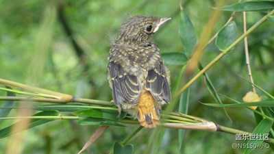 秧苗、花草、鳥、巢、路