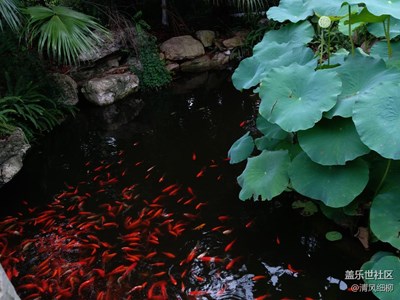 魚戲樂━━━C5試拍，建議優(yōu)化專業(yè)模式