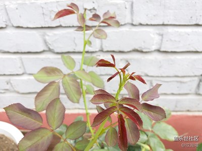 C7的拍攝樣張(無軟件后期）