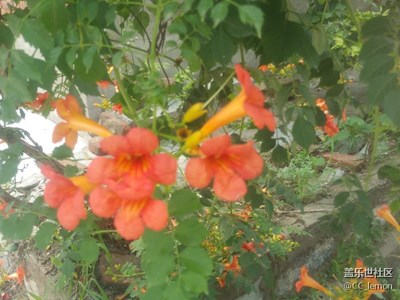 帶著蓋樂世去賞花~