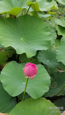 荷