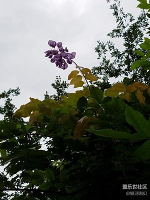 紫藤蘿