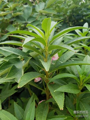 小點紅，記憶中美女美甲必備