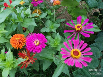 市行小花園