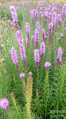 太陽島公園花卉