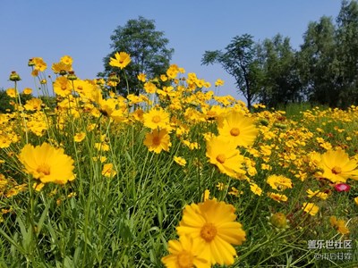 小黃花