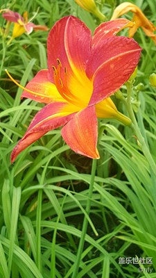 太陽(yáng)島公園花卉