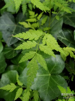 近距離薄荷草