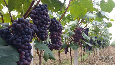 美麗葡萄串起致富路