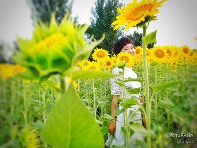 與向日葵的約會（二）