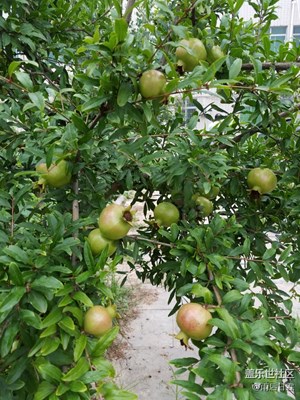 院內(nèi)石榴