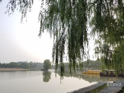 岸邊垂柳