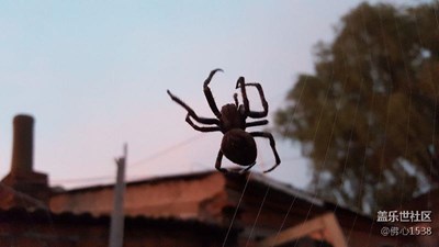 蜘蛛俠