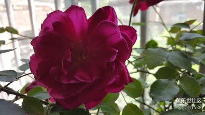 月季花