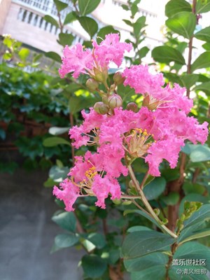 夏色正濃紫薇紅