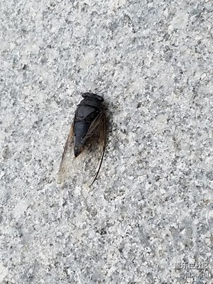 現(xiàn)在的蟬都這么大了嗎？