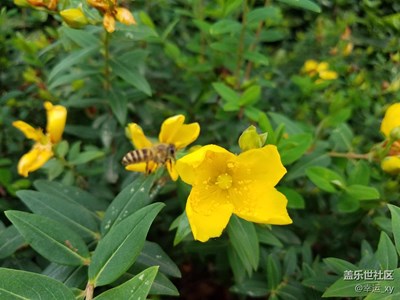 蜜舞花間