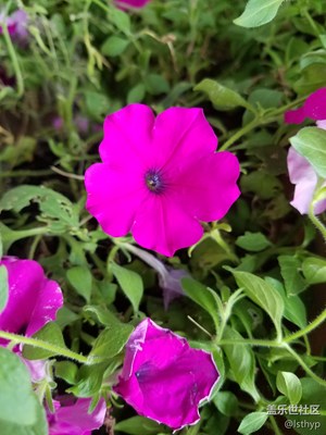 照相效果如實(shí)，靚，學(xué)習(xí)