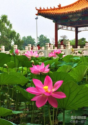 荷花隨后拍4