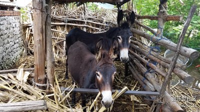 驢媽媽和它兒子