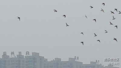 上圖