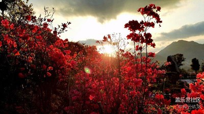 映山紅