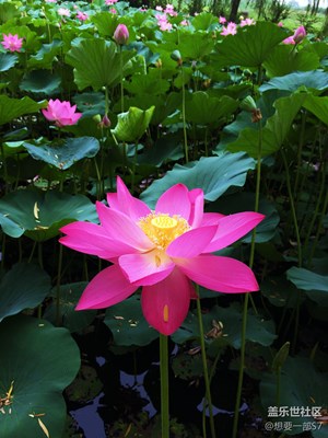 荷花隨手拍2