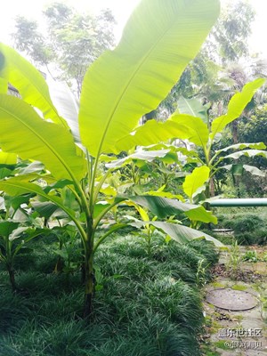 紅了櫻桃，綠了芭蕉