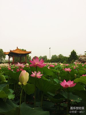 荷花隨手拍3