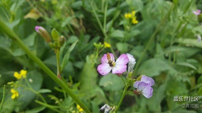 田野里的花兒