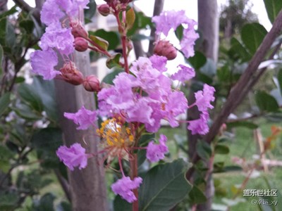 靜等花開