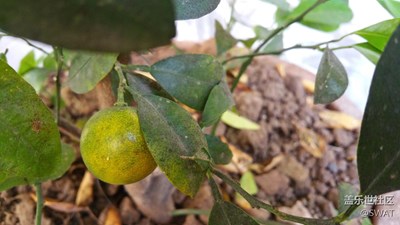 這時候也能長一桔子出來