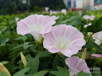 火車站廣場偶遇田園風(fēng)