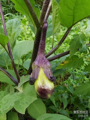 【攝影】媽媽種的菜