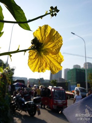 賞：C5眼里的絲瓜花