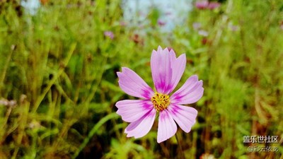 烈日下的格桑花，燦爛似朝霞。