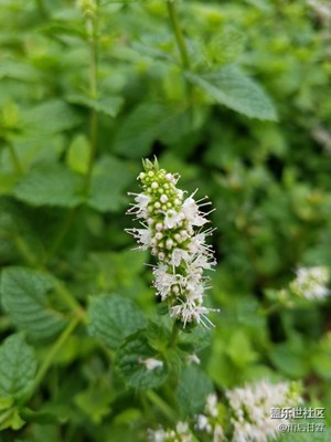 薄荷開花