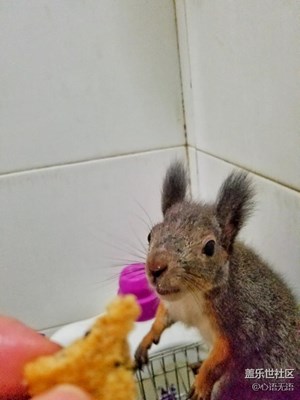 又見“鍋蓋頭”