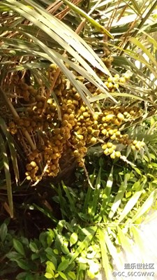 一次最多能上傳多少張圖片呢？