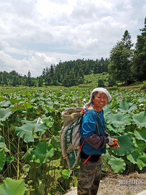 【攝影】樸素的采蓮人