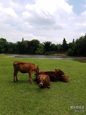 【攝影】放牛人