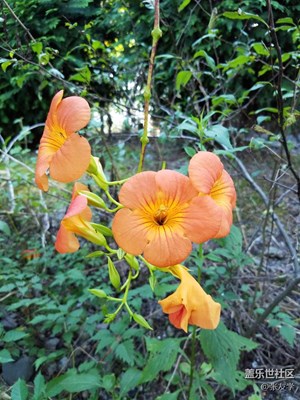 【攝影】漂亮的花