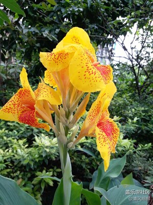 C5隨拍之美人蕉、木槿花、薔薇花