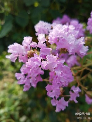 好似玻璃花