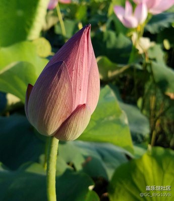 你若盛開，蜜蜂自來