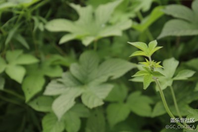 看看綠色?。。。?！