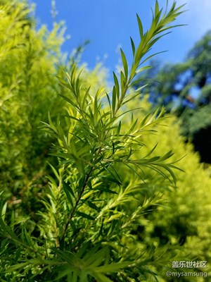 有了S7 edge，男生也能把花花草草拍的很美