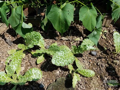 【奶薊】更新3
