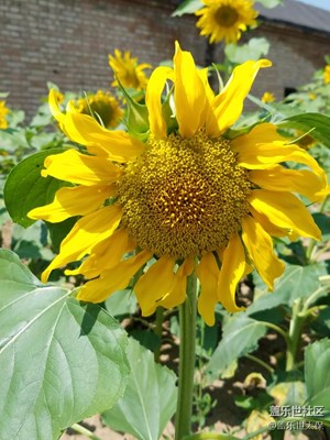 太陽花